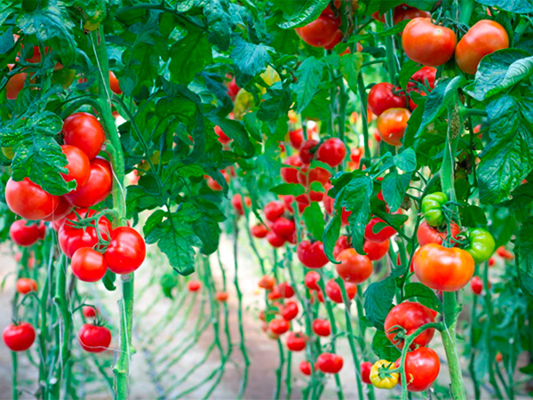 В Алматинской области стартовала четвертая очередь комплекса по выращиванию томатов